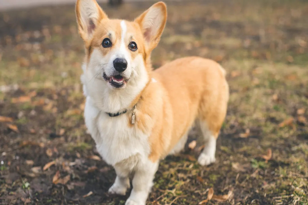 What did Corgis evolve from?, Physical Distinctions Emerge
