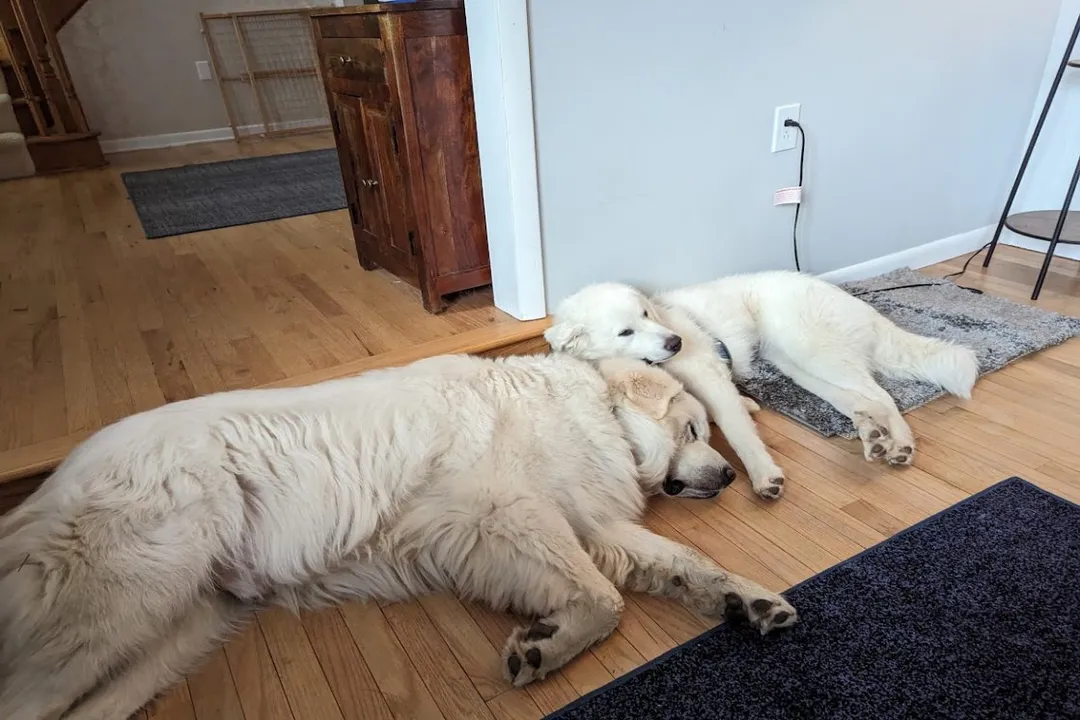 What did Great Pyrenees evolve from?, The Guardian's Mandate