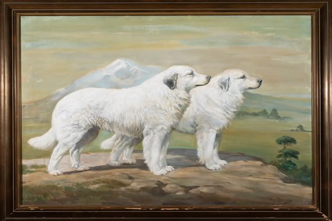 What did Great Pyrenees evolve from?, Mountain Origins