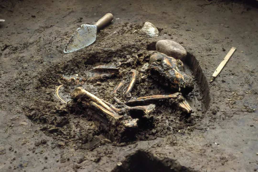 What did Hounds evolve from?, Self Taming