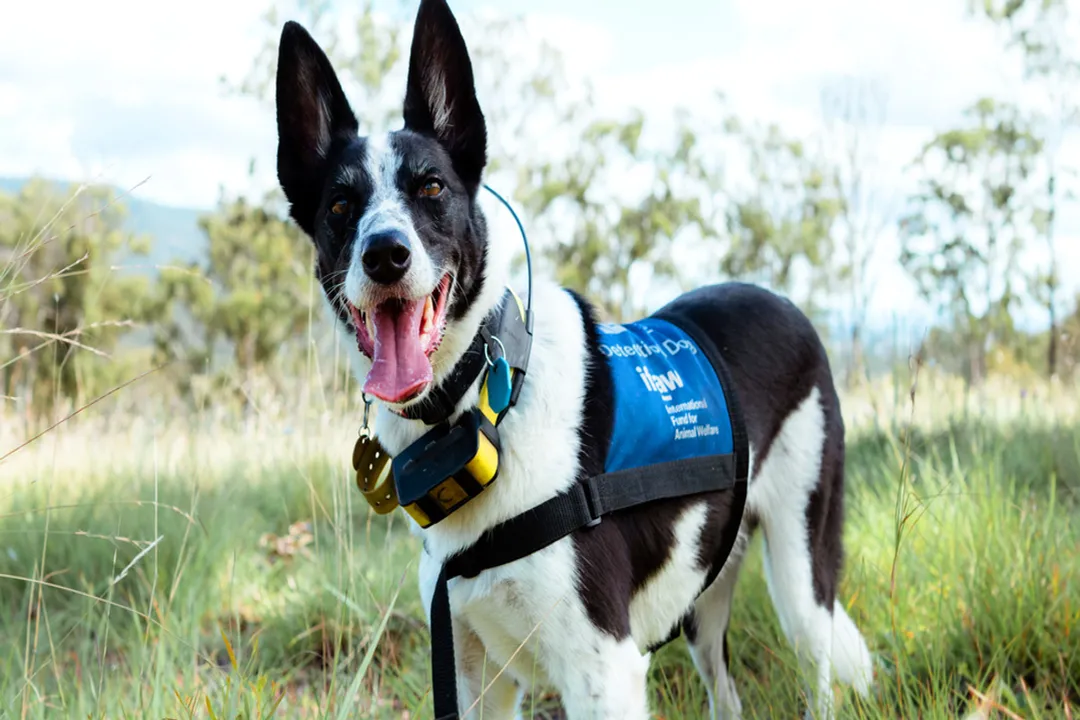 What did Hounds evolve from?, Ancestral Link