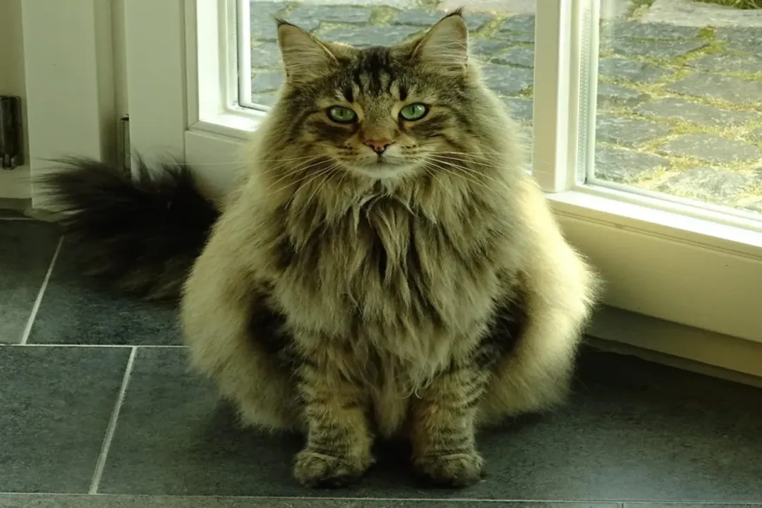 What did Norwegian Forest Cats evolve from?, Natural Selection