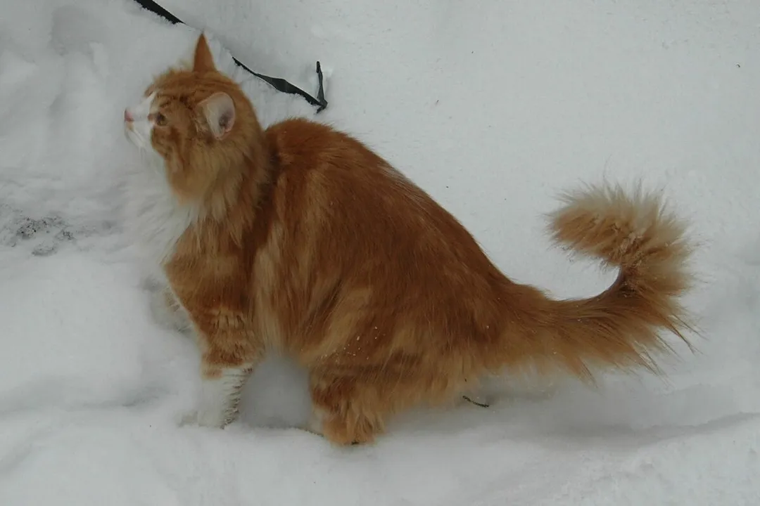 What did Norwegian Forest Cats evolve from?