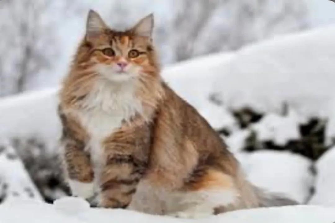 What did Norwegian Forest Cats evolve from?, Nordic Beginnings