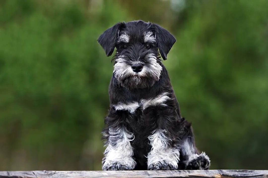 What did schnauzers evolve from?, German Origins