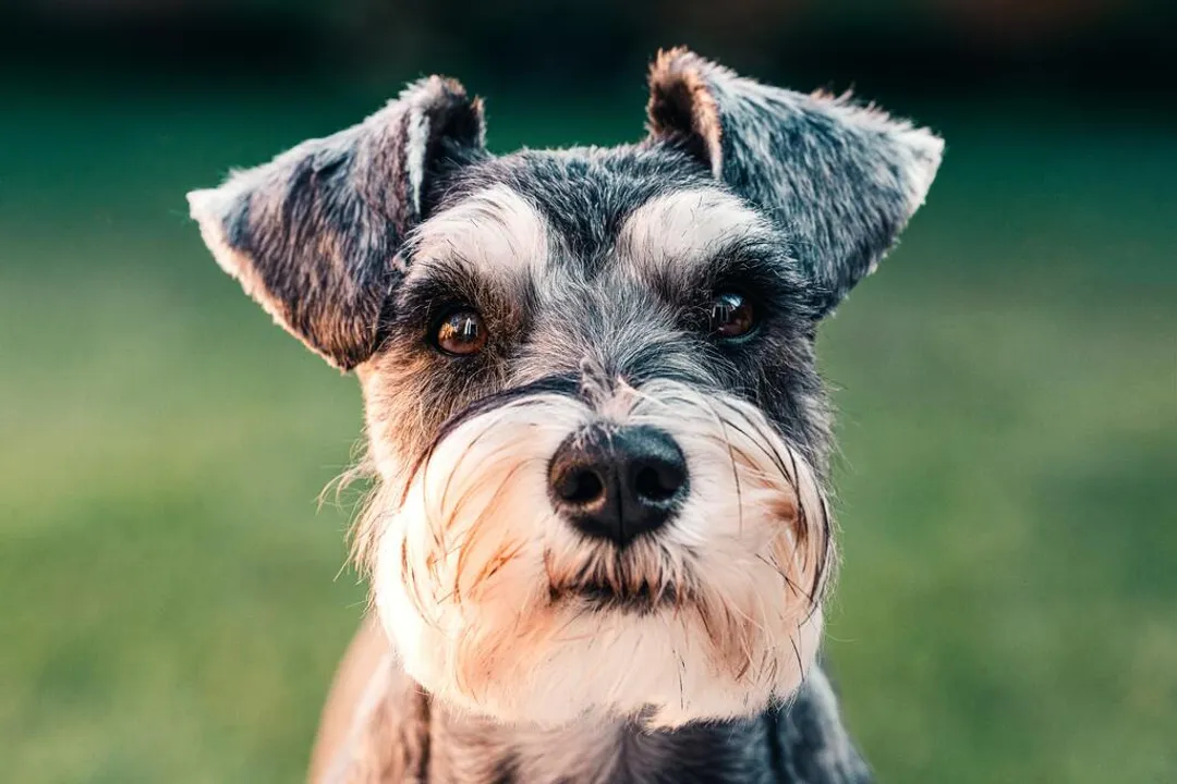 What did schnauzers evolve from?, Standard Foundation