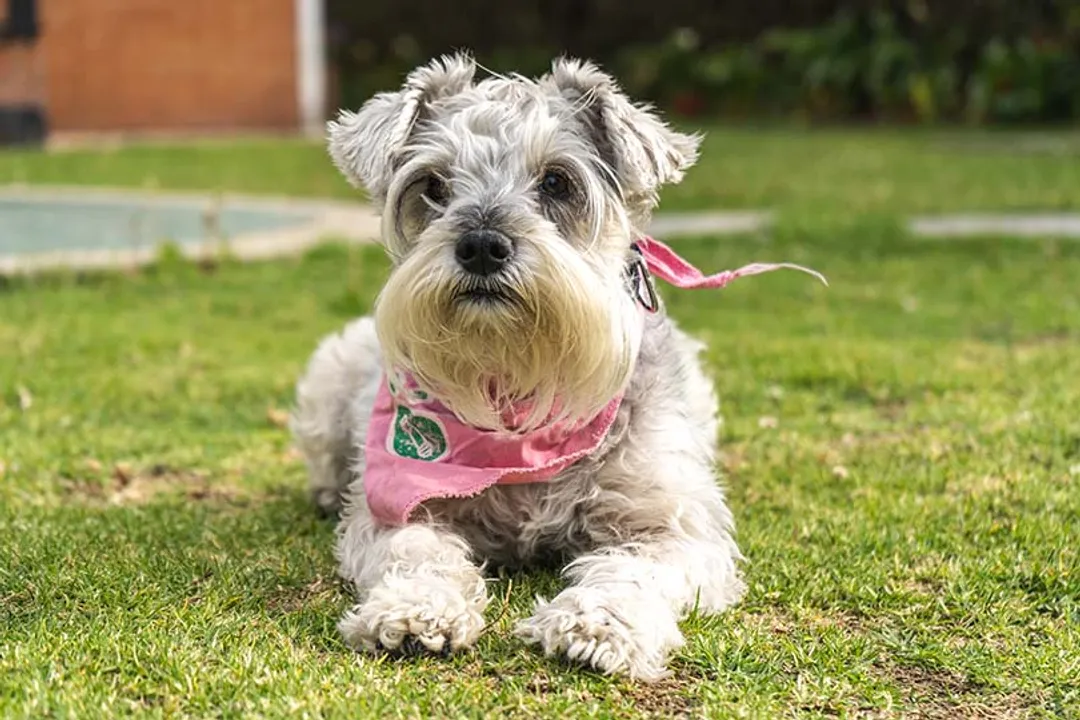 What did schnauzers evolve from?, Miniature Development
