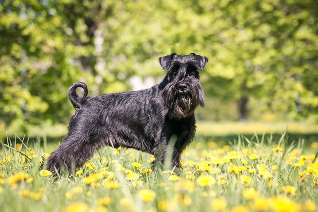 What did schnauzers evolve from?