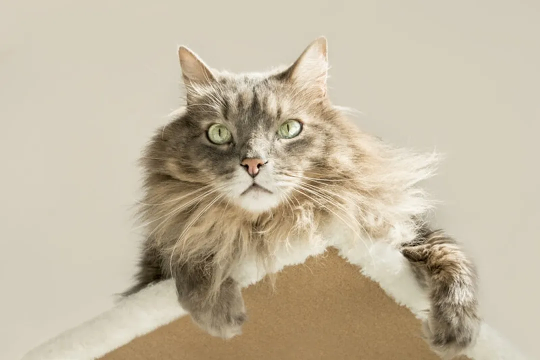 What did Siberian cats evolve from?, The Color Point Distinction
