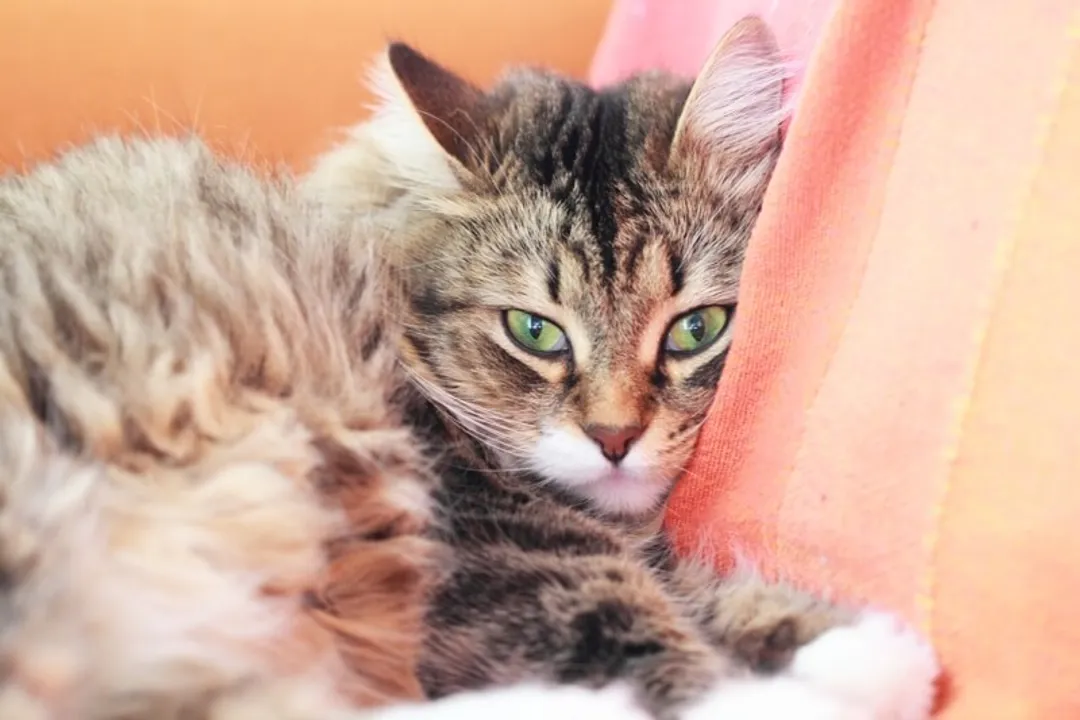 What did Siberian cats evolve from?, Physical Manifestation