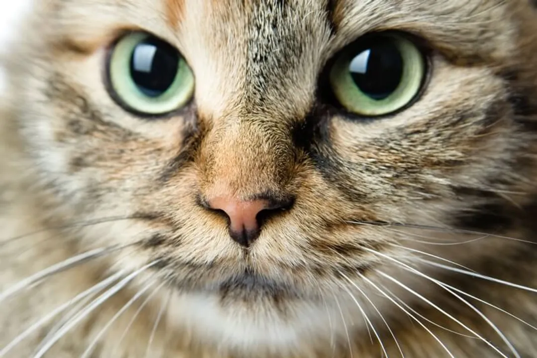 What did Siberian cats evolve from?, Natural Selection