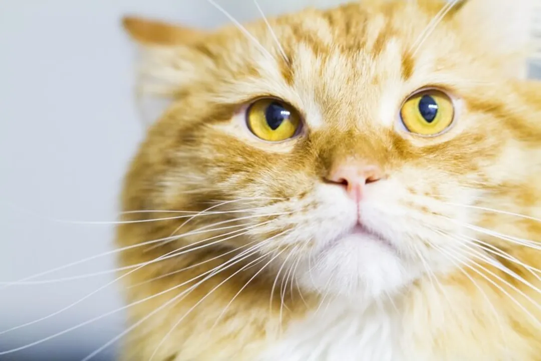 What did Siberian cats evolve from?, Ancestral Origins