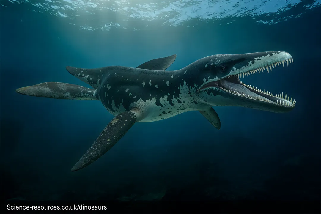 What did the Liopleurodon eat?, Jaw Mechanics