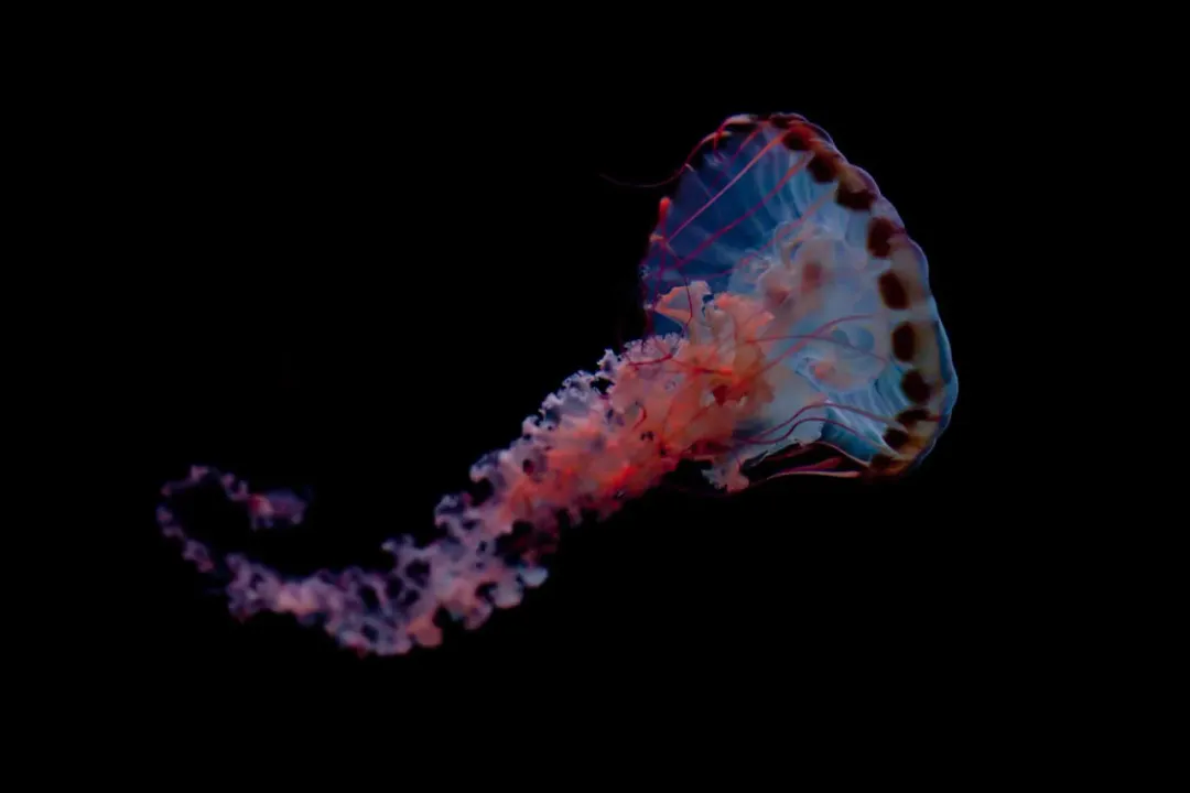 What did Waimanu penguins eat?, Eocene Giant