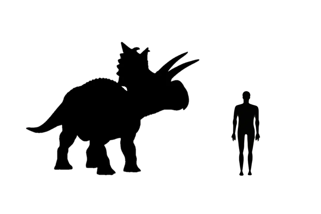 What did xenoceratops eat?, Cranial Tools