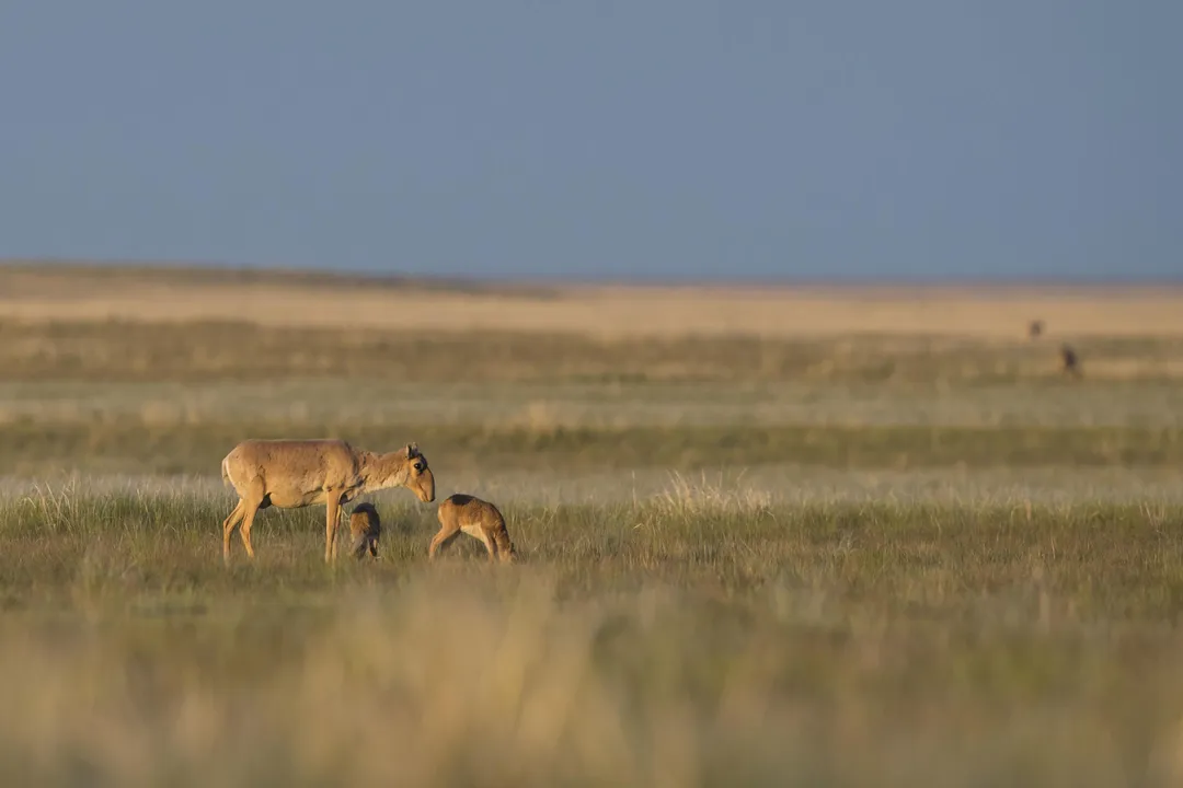 What disease killed the saiga antelope?, The Die Off
