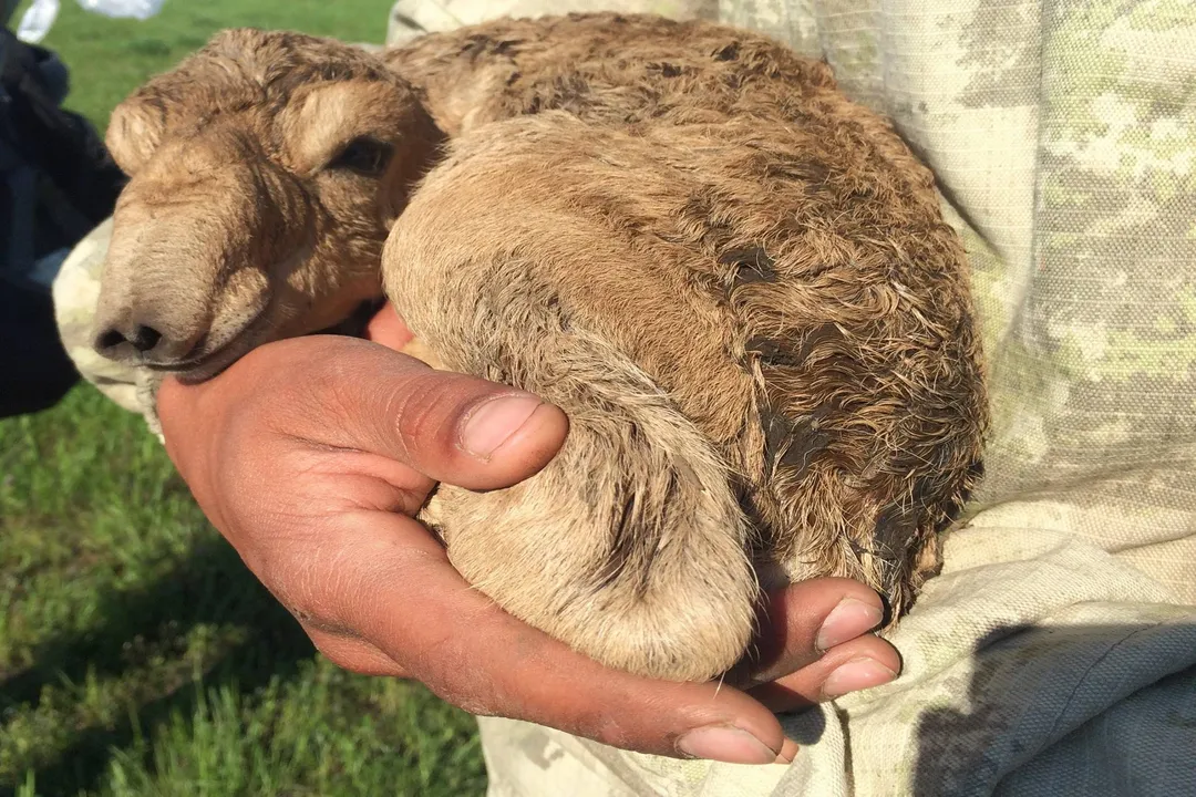 What disease killed the saiga antelope?, Weather Trigger