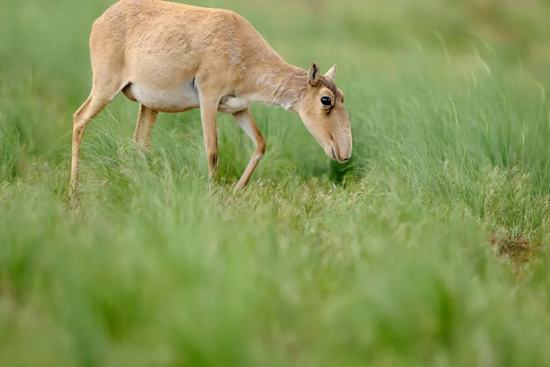 What disease killed the saiga antelope?, Conservation Response