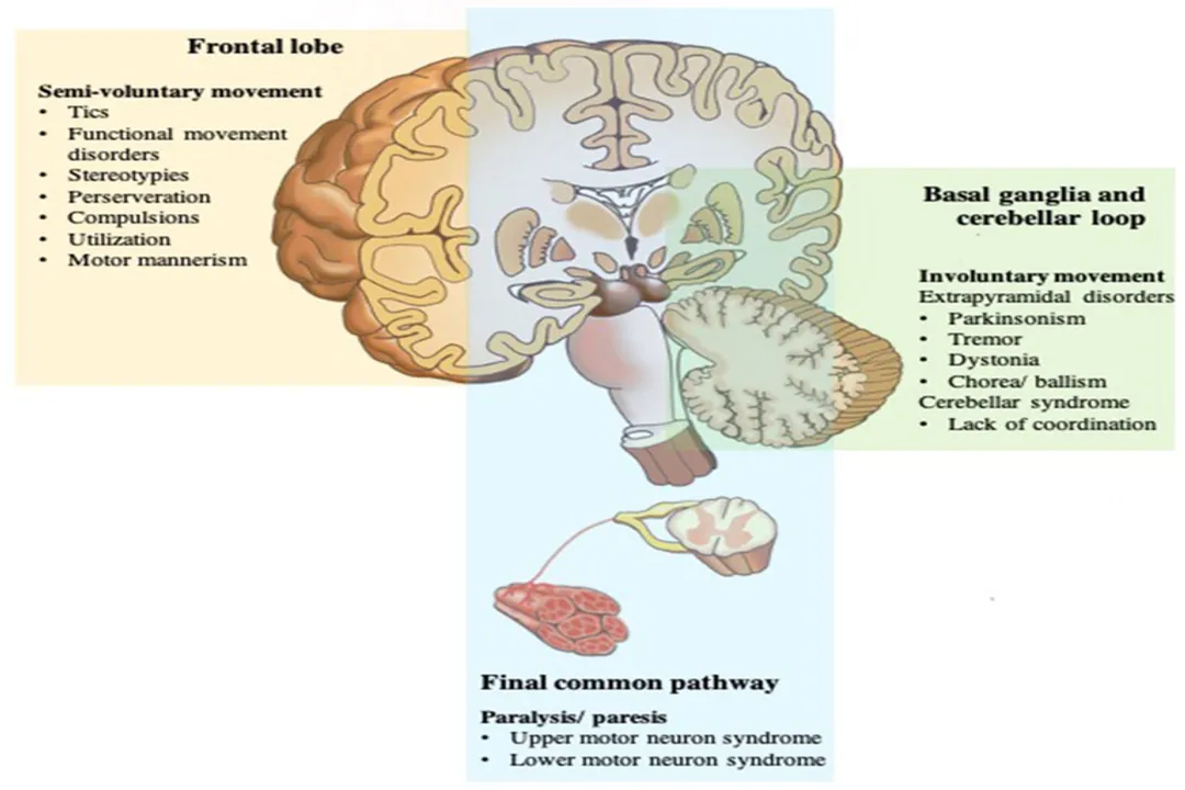 What distinguishes reflexes from voluntary actions?, Automatic Responses