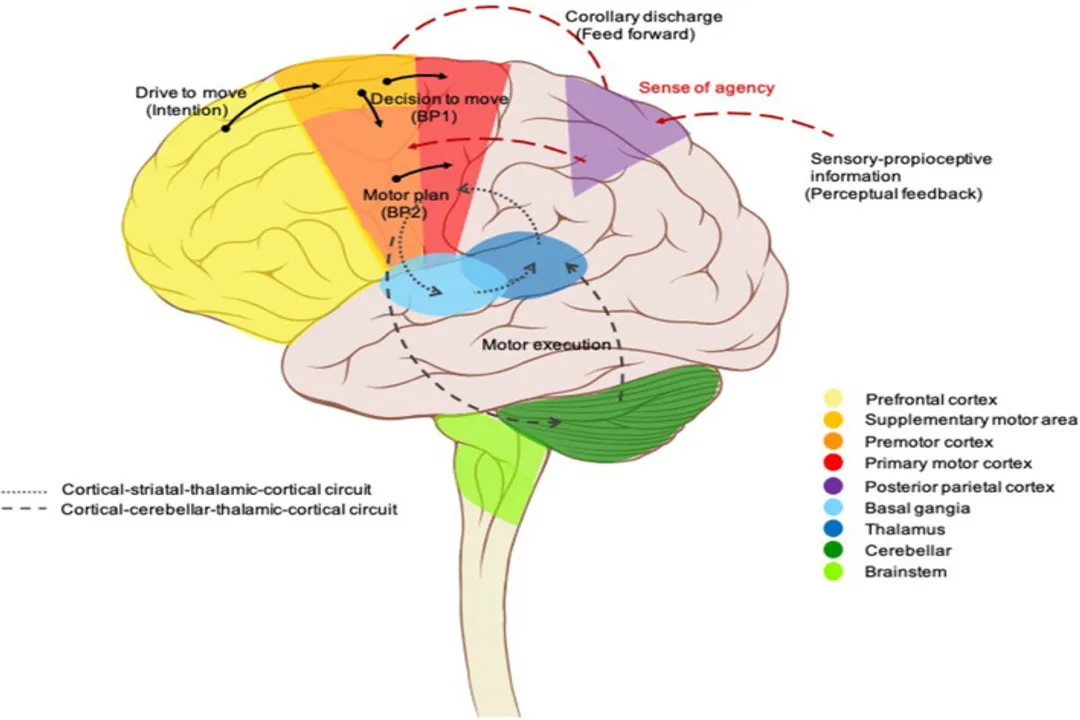 What distinguishes reflexes from voluntary actions?