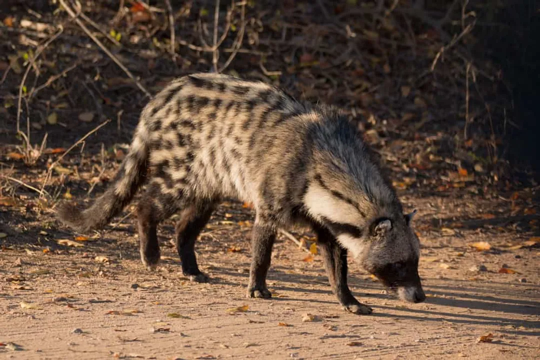 What do African palm civets eat?