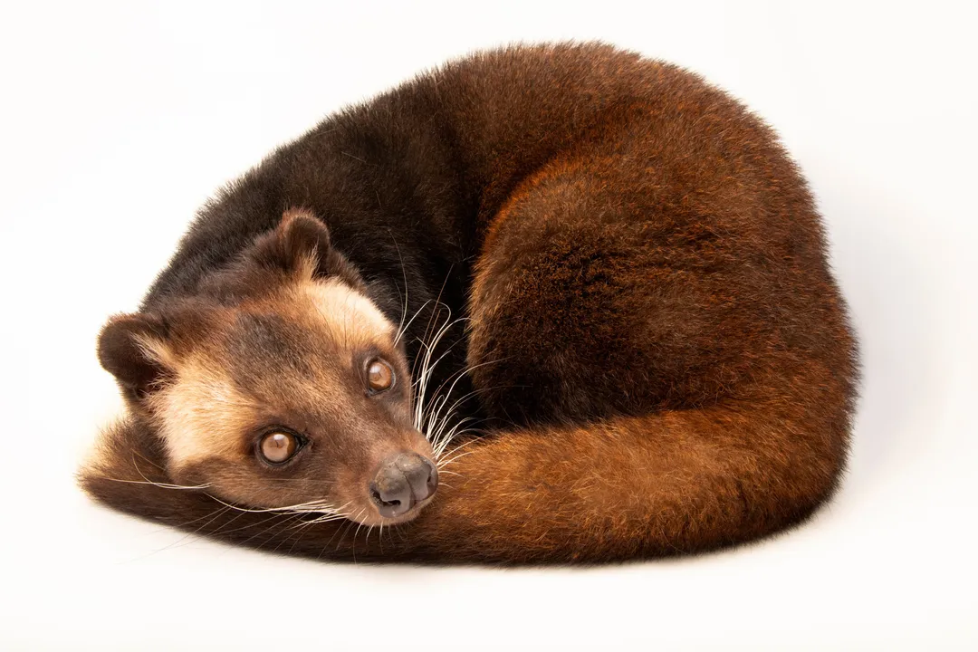 What do African palm civets eat?, Foraging Behavior