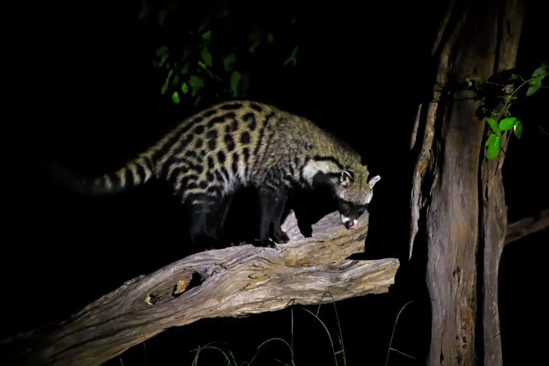 What do African palm civets eat?, Omnivore Status