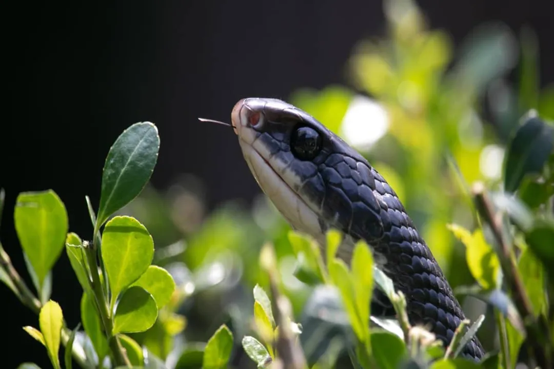 What do baby southern black racers look like?, Juvenile Coloring