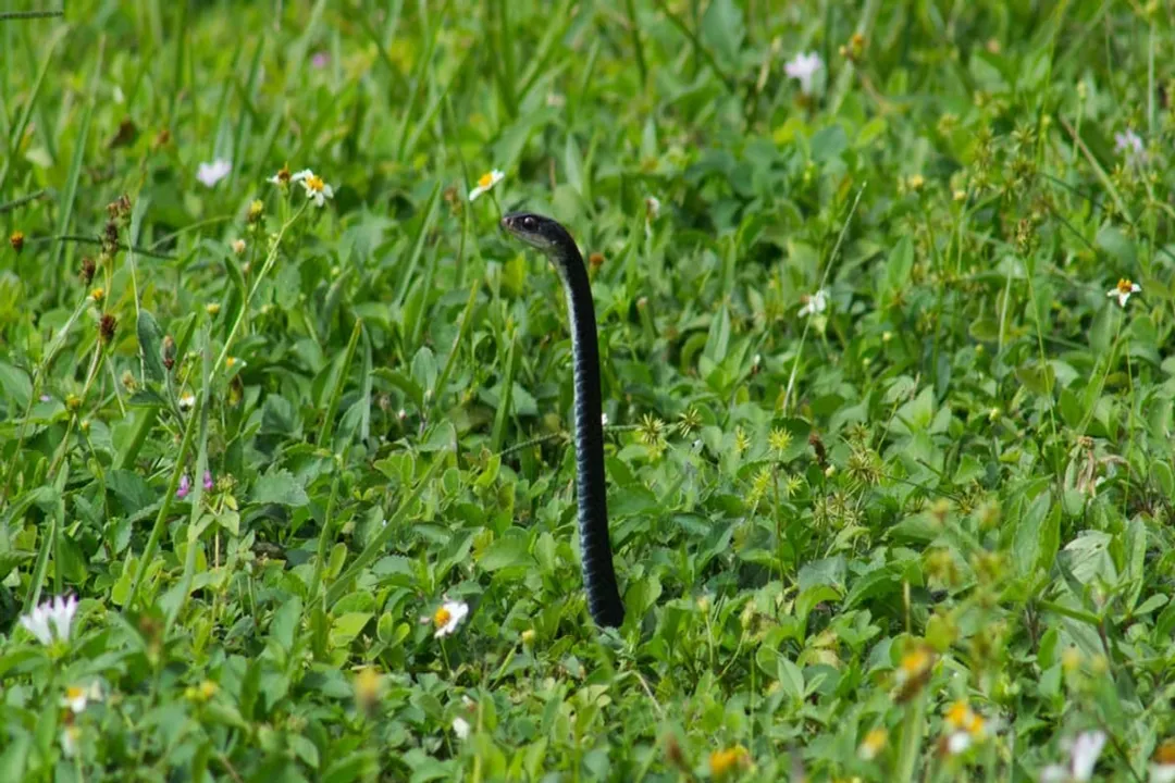 What do baby southern black racers look like?, Size and Hatchlings