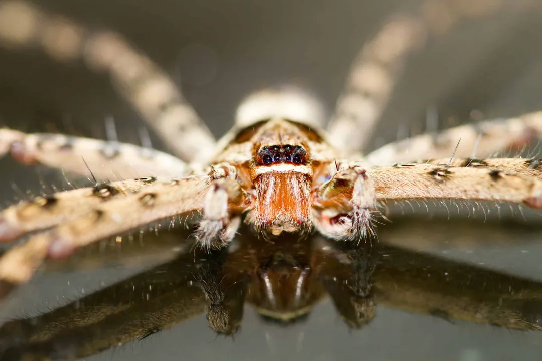What do cane spiders eat?, Prey Capture