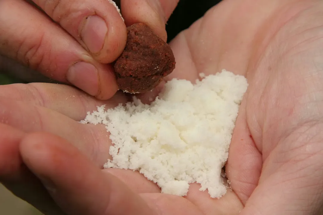 What do carp love the most?, Staple Baits