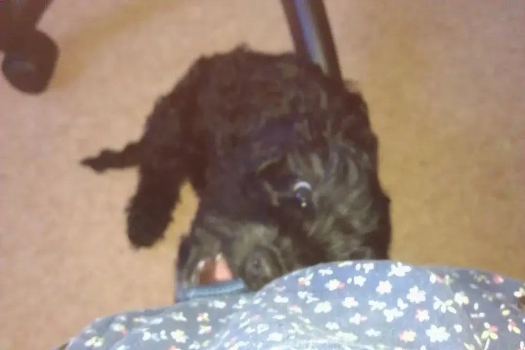 What do Cockapoos love the most?, Human Bonds