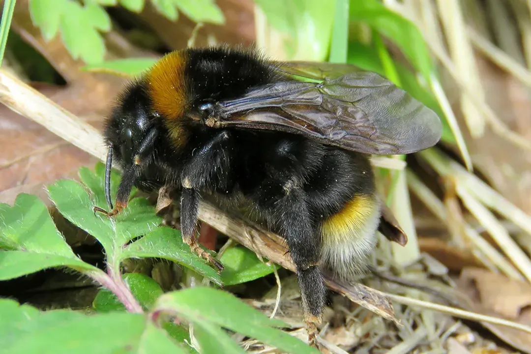 What do cuckoo bumblebees do?, Physical Markers
