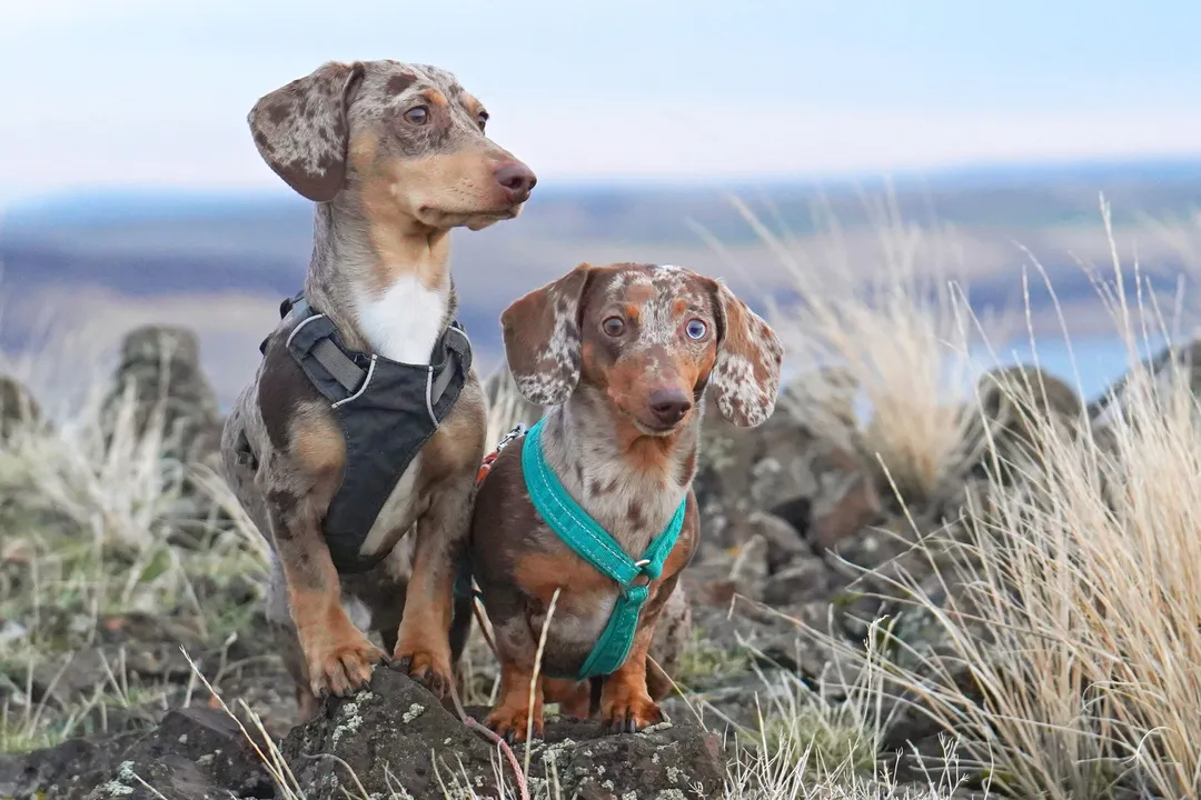 What do dachshunds love the most?