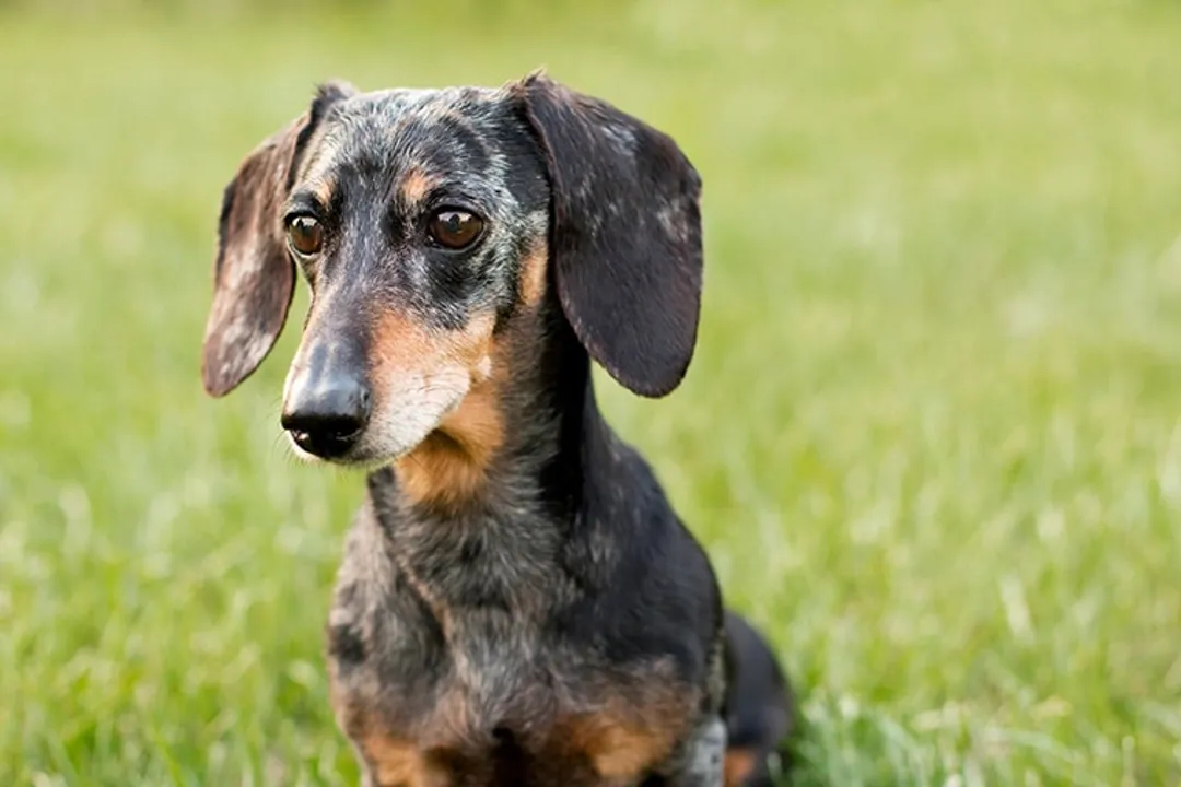 What do dachshunds love the most?, Digging Behavior