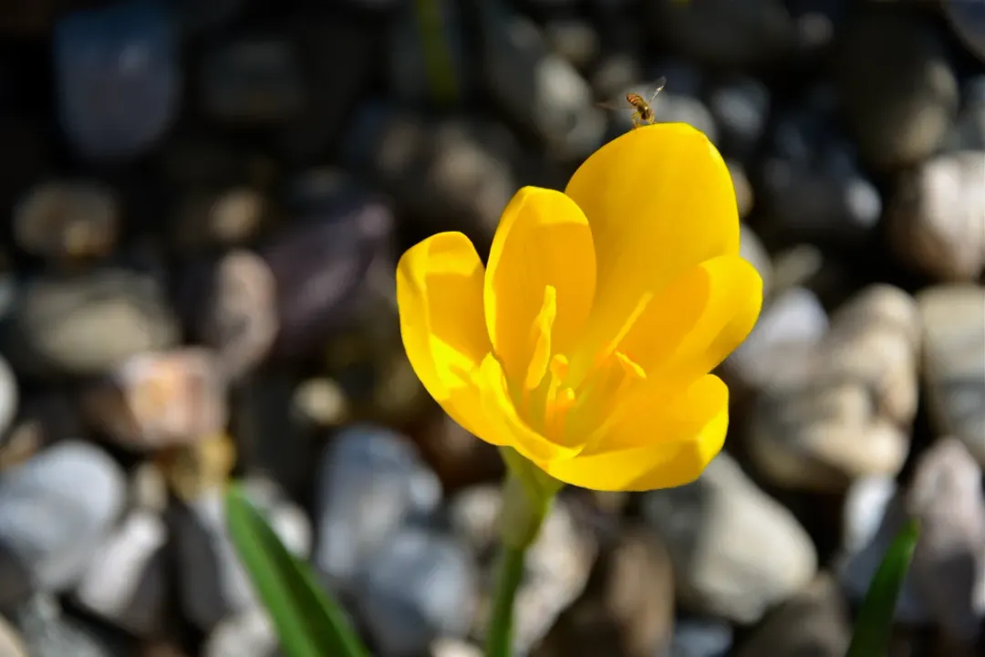 What do daffodils look like in the fall?