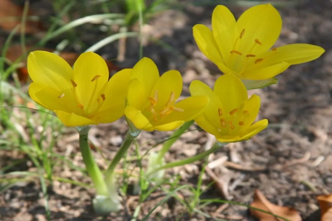 What do daffodils look like in the fall?, Crocus Lookalike