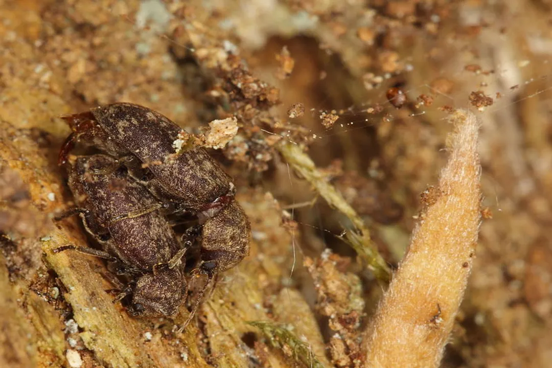 What do deathwatch beetles eat?, Wood Preference