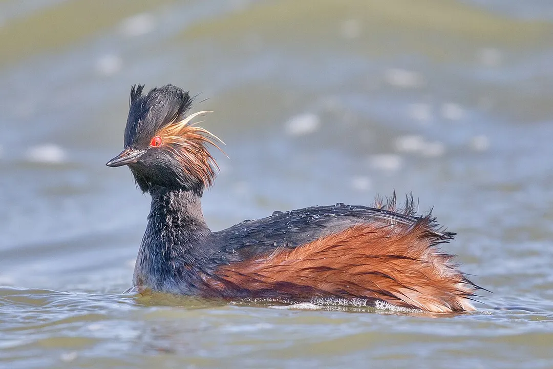 What do eared grebes eat?