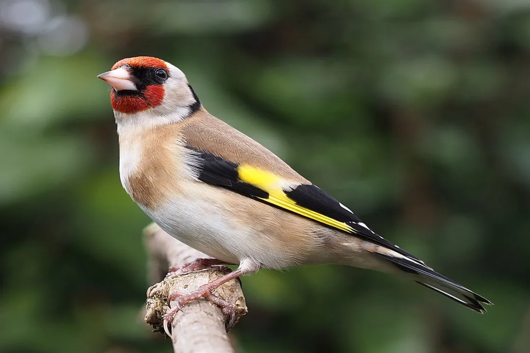 What do European goldfinches eat?, Feeder Offerings