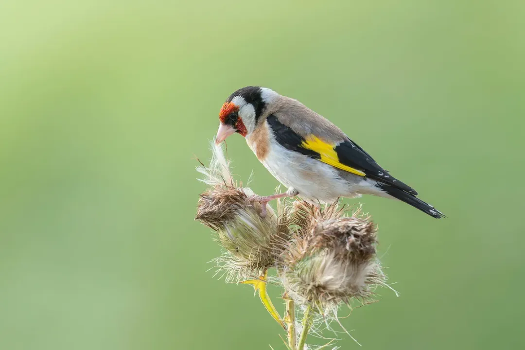 What do European goldfinches eat?, Seed Preference