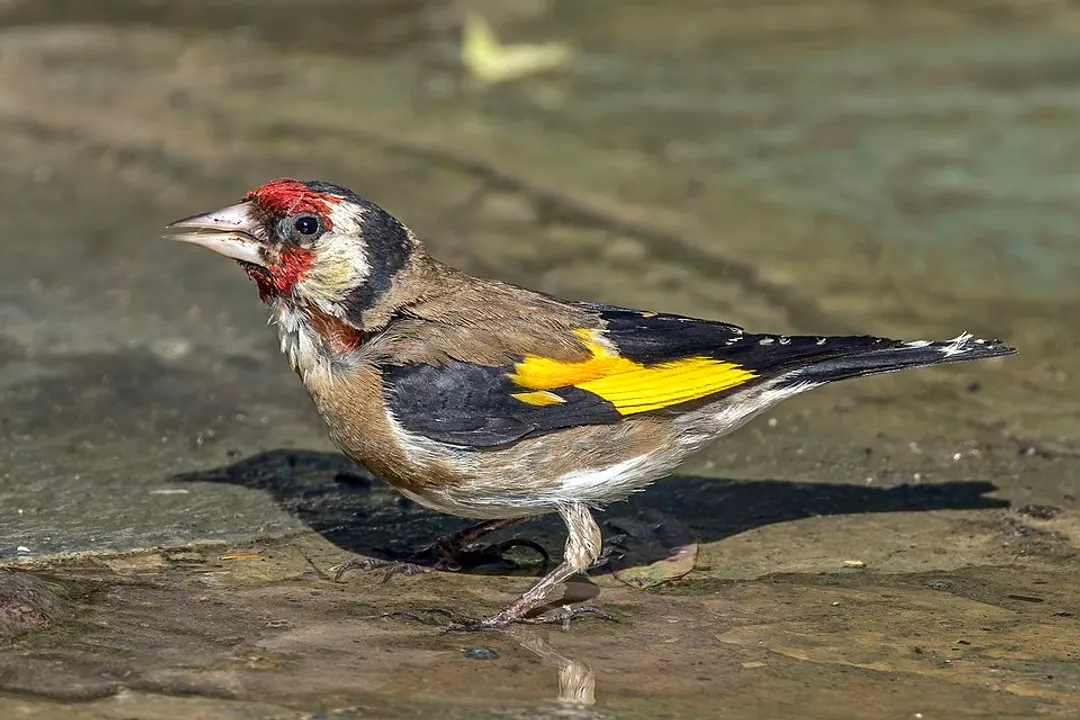 What do European goldfinches eat?, Seasonal Dietary Shifts
