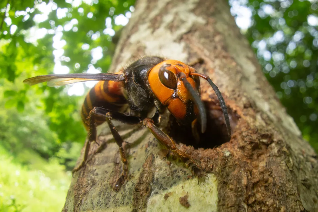 What do giant Asian hornets eat?, Hunting and Resource Focus