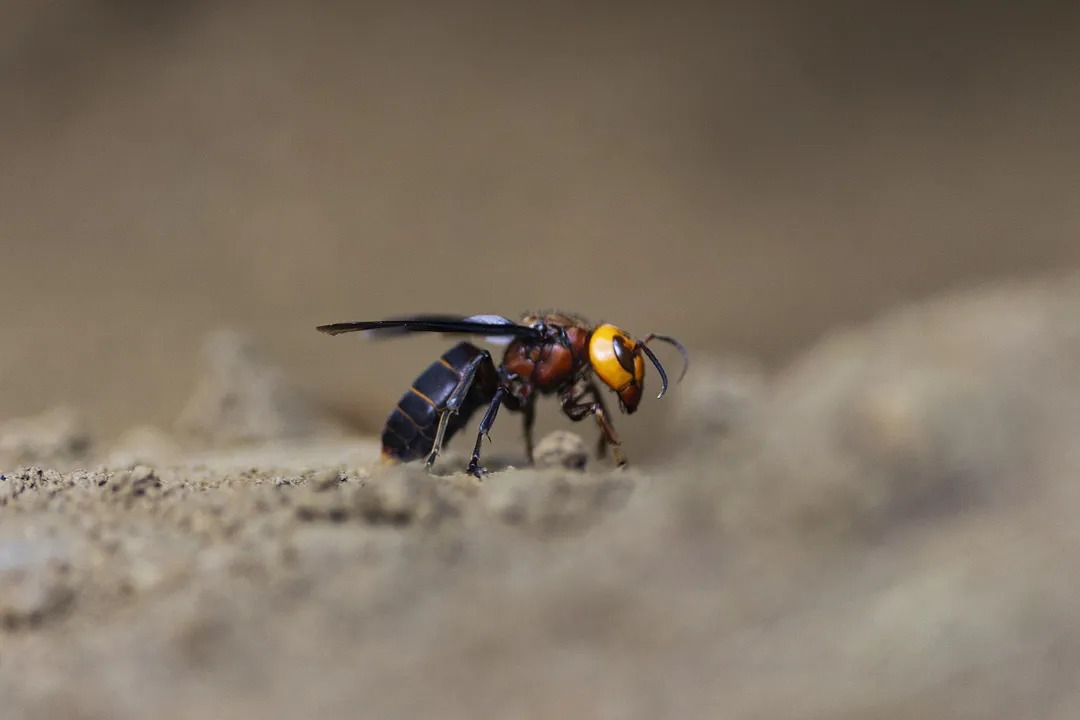 What do giant Asian hornets eat?, Dual Nutrition