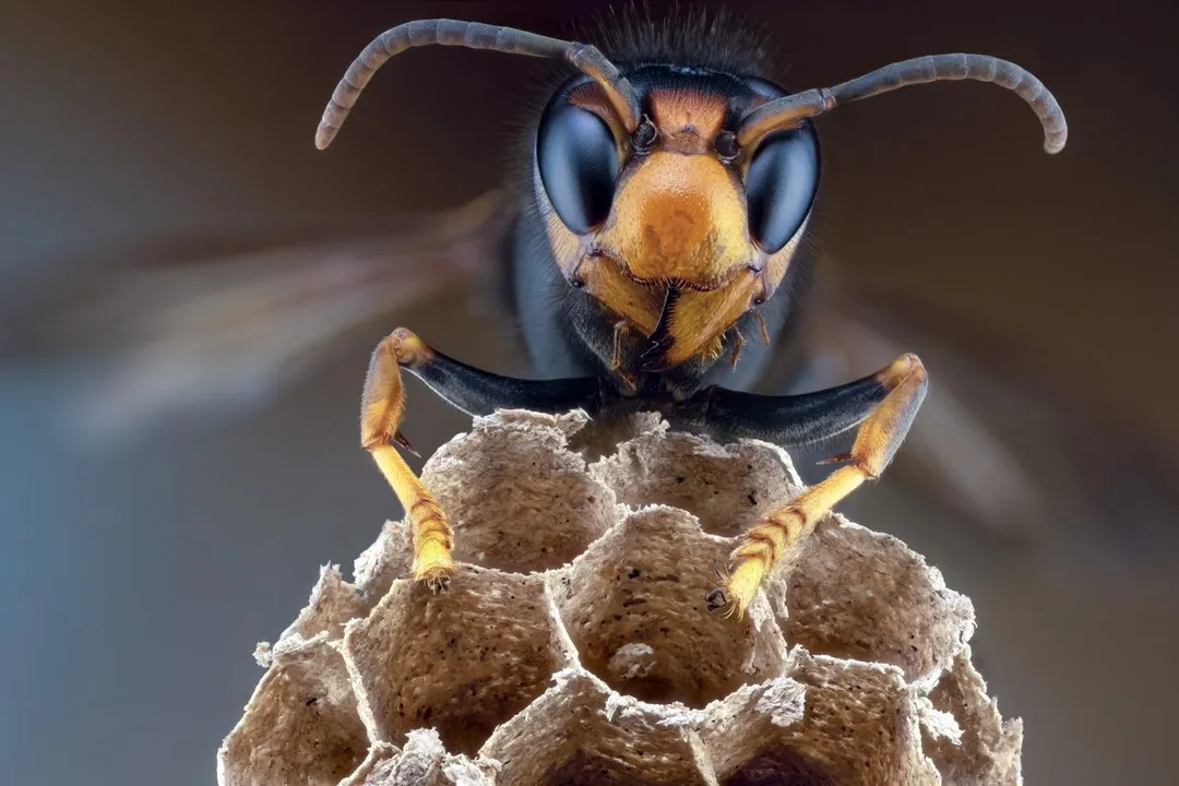 What do giant Asian hornets eat?