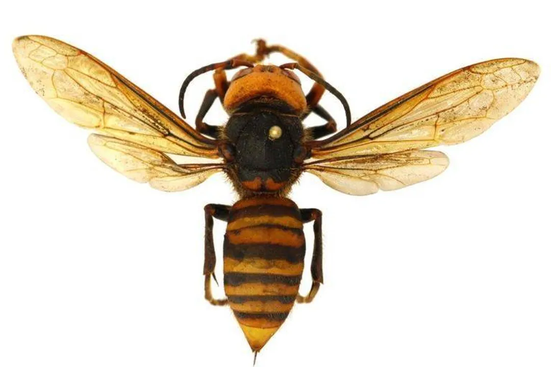 What do giant Asian hornets eat?, Adult Energy