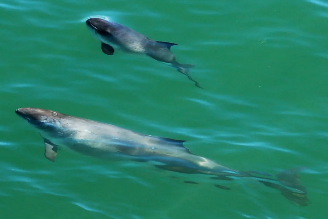 What do harbour porpoises look like?, Compact Structure