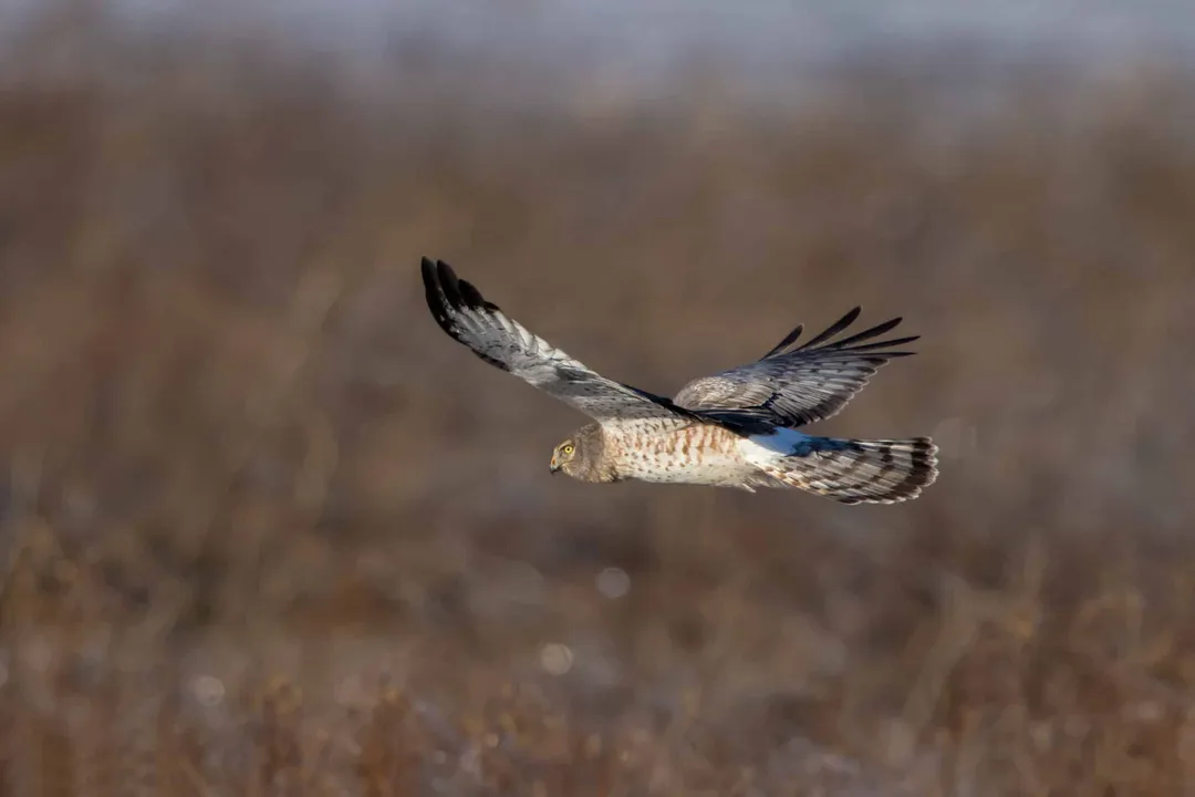 What do Harriers eat?, Avian Prey