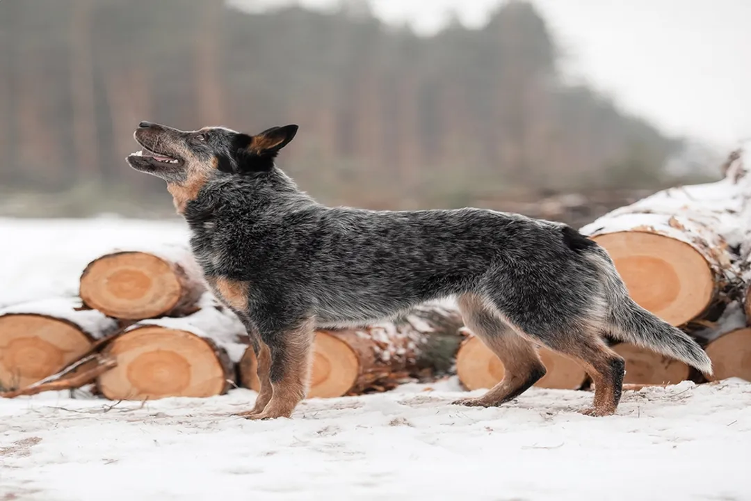 What primary ingredient focus do owners emphasize when selecting commercial kibble for a Heeler?