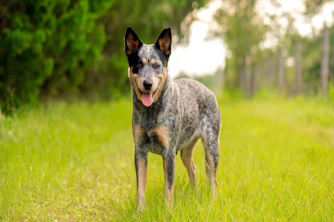 What do heeler dogs eat?, Raw Diet Structure